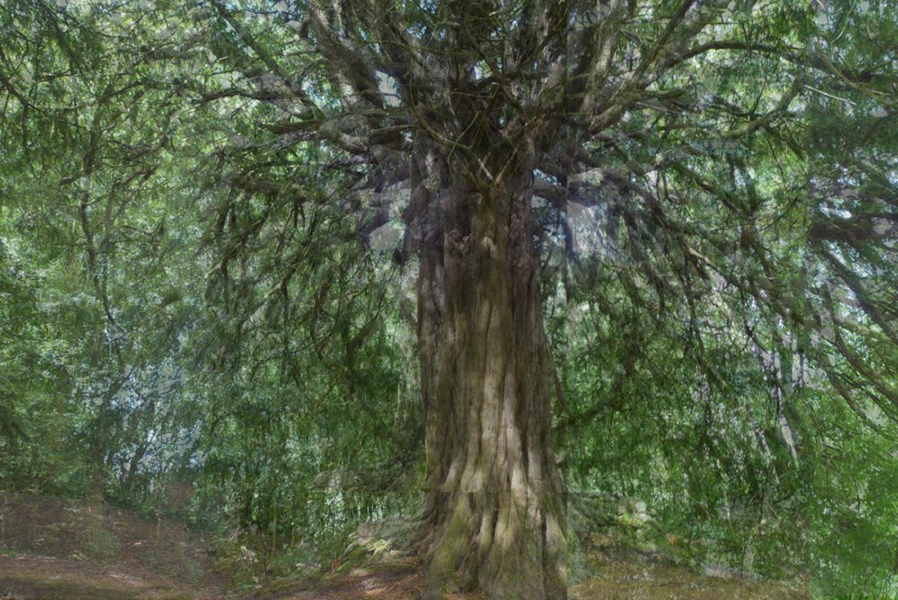 Yew canopy by John Brooks